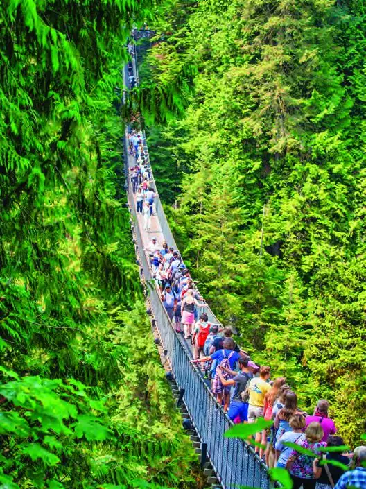 Students crossing a forest suspension bridge on an excursion near Vancouver.